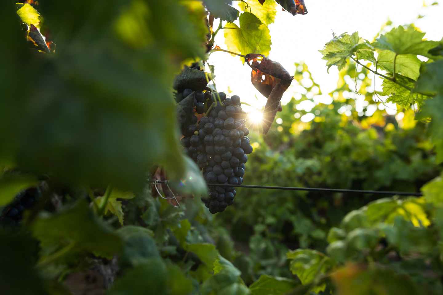 Fuerteventura: Tour der Bodega Conatvs Weingut mit Verkostung