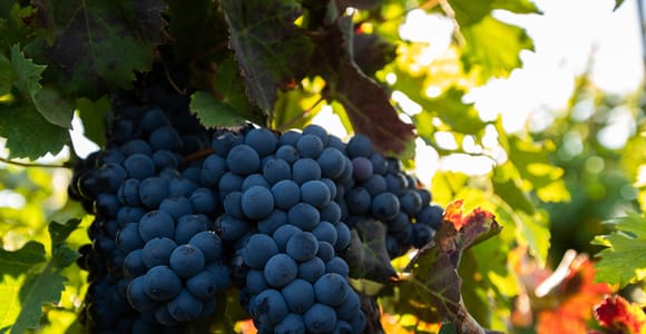 Fuerteventura: Tour & tasting at Conatvs Winery