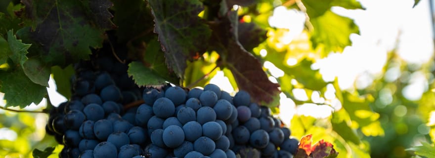 Fuerteventura : Visite et dégustation au domaine viticole Conatvs