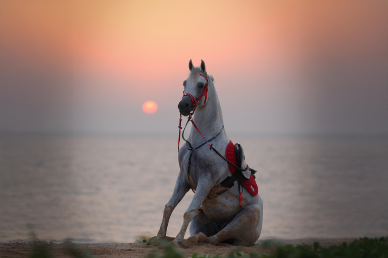阿布扎比：胡代里亚特岛骑马体验与马共游