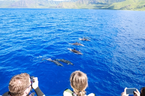 From Oahu: Wild Dolphin and Wildlife Watch with Snorkeling