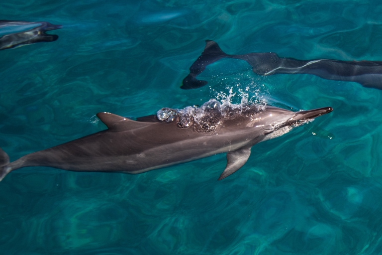 Z Oahu: Oglądanie dzikich delfinów i dzikiej przyrody z nurkowaniem z rurką