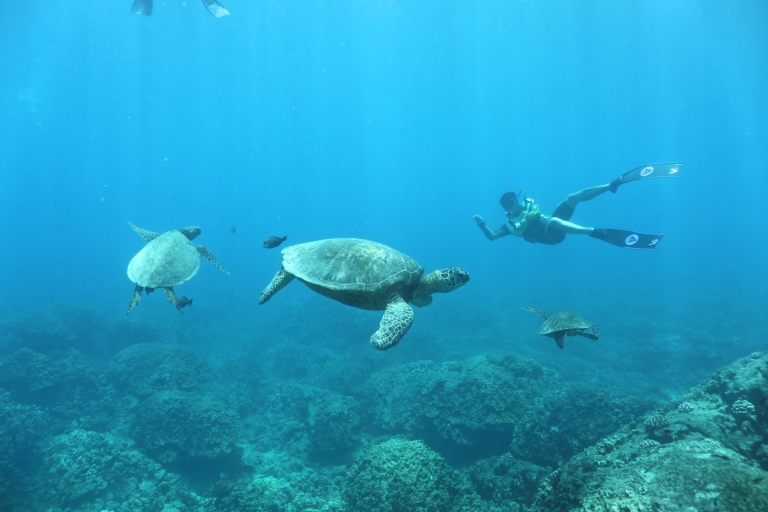 Van Oahu: Wild Dolphin and Wildlife Watch met snorkelen