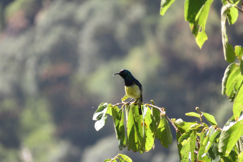 Addis Ababa: 8-Day Bale Mountains Birdwatching Tour