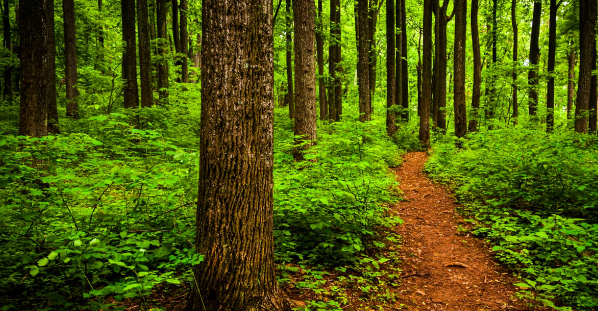 Parc national de Shenandoah, guide audio autonome - Housity