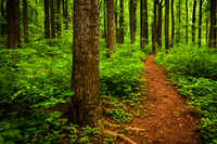 Parc national de Shenandoah, guide audio autonome - Housity
