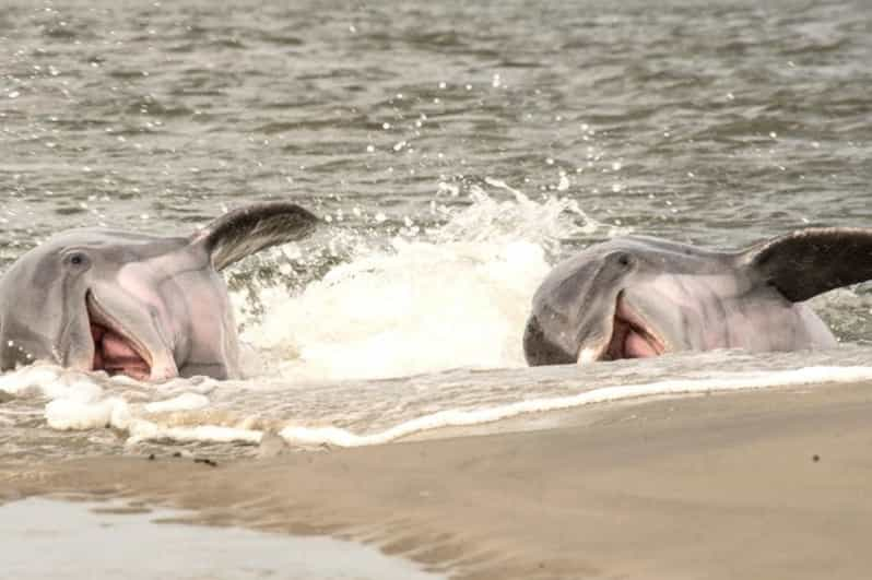 dolphin tours folly beach sc