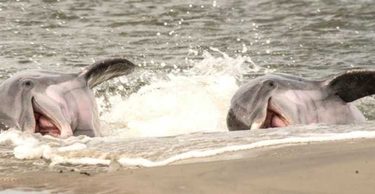 dolphin tours folly beach sc