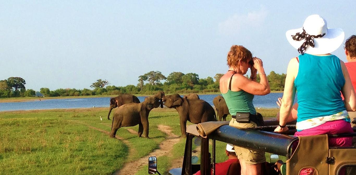 Von Hikkaduwa aus: Udawalawe National Park Safari Tour