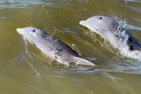 Hilton Head Island: Dolphin and Nature Tour