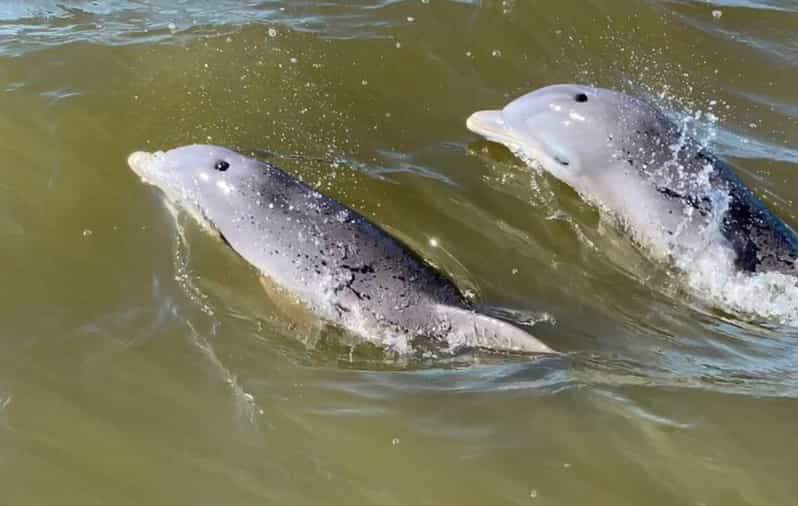 Hilton Head Island Dolphin and Nature Tour GetYourGuide