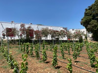 Salento, visite de la cave et dégustation - Housity