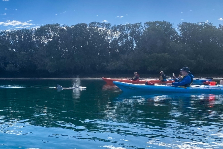 Dolphin Sanctuary en Ships Graveyard Kayak Tour