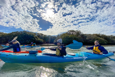 Excursion en kayak au sanctuaire des dauphins et au cimetière des navires