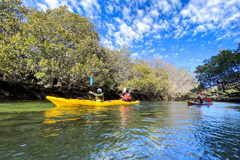 Tour in kayak del Santuario dei delfini e del cimitero delle navi