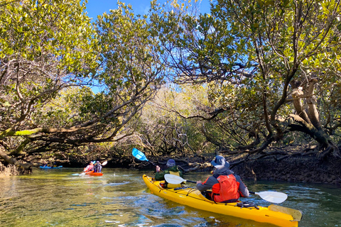 Tour in kayak del Santuario dei delfini e del cimitero delle navi