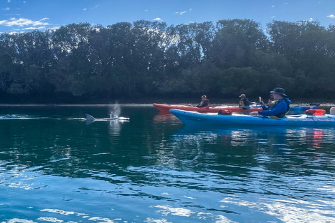 Adelaide: kajaktocht Dolphin Sanctuary