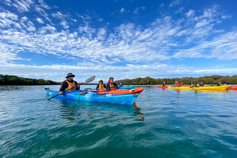 Adelaide: kajaktocht Dolphin Sanctuary