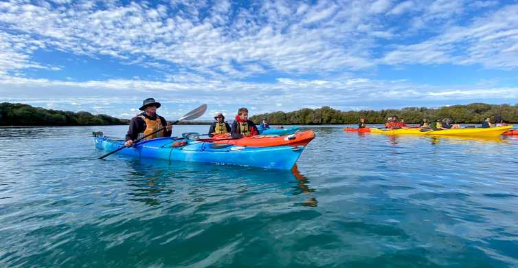 Adelaide Dolphin Sanctuary Mangroves Kayak Tour