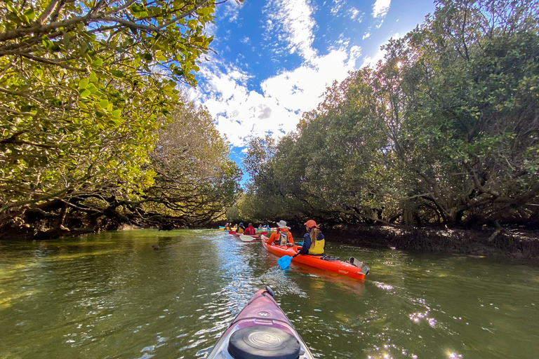 Adelaide: Kajakutflykt till Dolphin Sanctuary MangrovesAdelaide: Dolphin Sanctuary Mangroves Kayak Tour