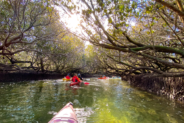 Adelaide: Kajakutflykt till Dolphin Sanctuary MangrovesAdelaide: Dolphin Sanctuary Mangroves Kayak Tour