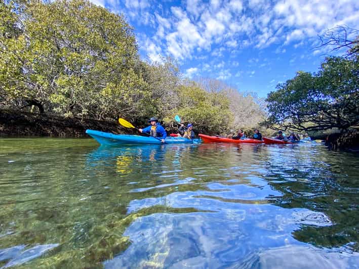 Adelaide Dolphin Sanctuary Mangroves Kayak Tour GetYourGuide