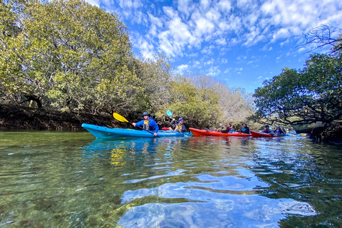 Adelaide: Kajakutflykt till Dolphin Sanctuary MangrovesAdelaide: Dolphin Sanctuary Mangroves Kayak Tour