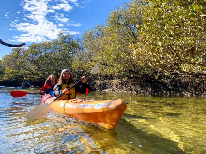 Adelaide: Dolphin Sanctuary Mangroves Kayak Tour | GetYourGuide