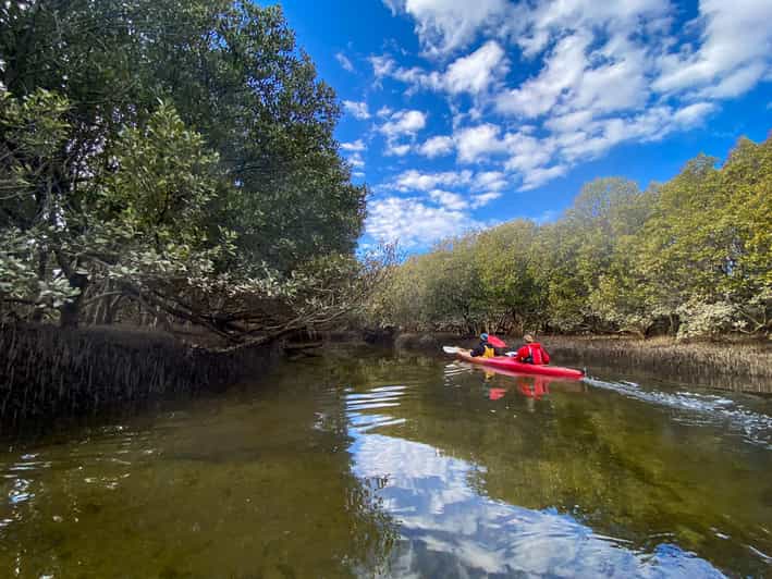 Adelaide Dolphin Sanctuary 1 or 2Person Kayak Rental GetYourGuide