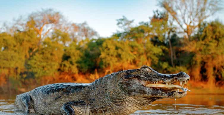 Iquitos | Amazon Tour | 4 Days inside the Rainforest Jungle | GetYourGuide