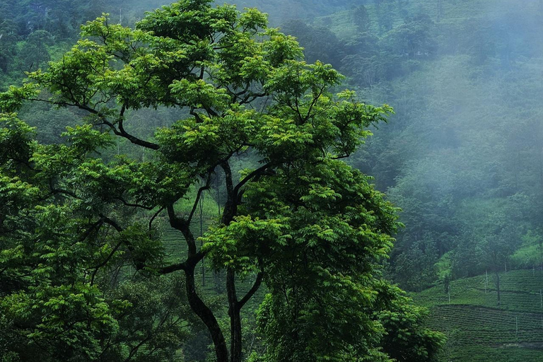 康提：兰博达瀑布和普纳瀑布，以及安布鲁瓦瓦天空塔日落康提：兰博达瀑布和普纳瀑布，以及安布卢瓦瓦天空塔日落之旅