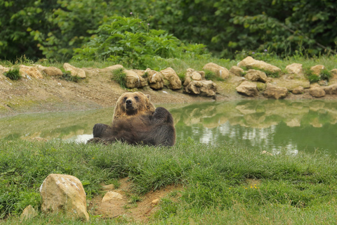 Boekarest: Transylvania met Dracula Castle & Bear Sanctuary