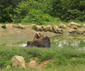 Bucharest: Transylvania with Dracula Castle & Bear Sanctuary