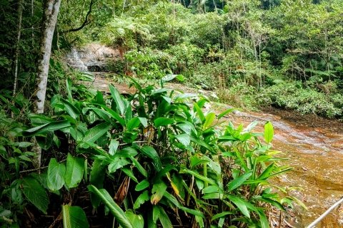 Las deszczowy Tijuca: 1-dniowa wędrówka w małej grupie