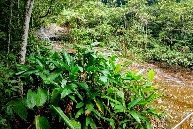 Las deszczowy Tijuca: 1-dniowa wędrówka w małej grupie