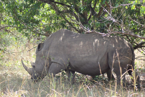 恩德培/坎帕拉：默奇森瀑布和齐瓦犀牛两日游
