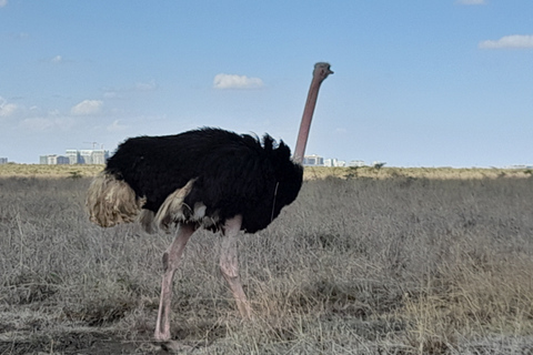 Nairobi National Park: Frühmorgens oder nachmittags PirschfahrtAbholung vom Hotel in Nairobi