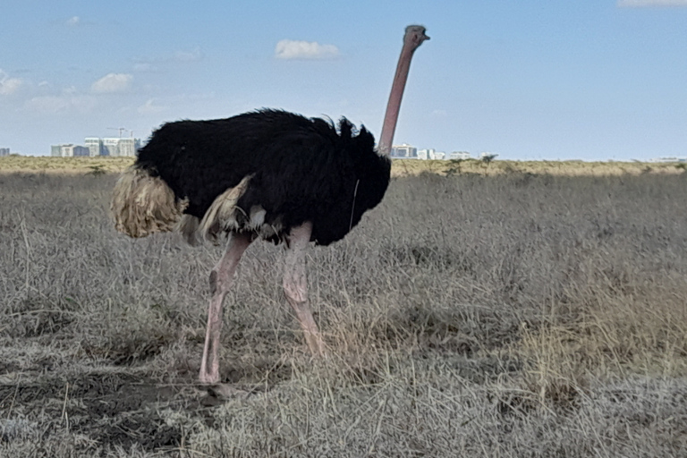 Nairobi National Park: Frühmorgens oder nachmittags PirschfahrtAbholung vom Hotel in Nairobi