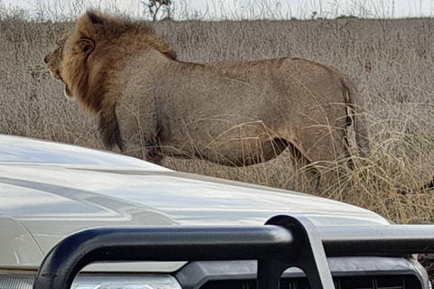 Nairobi National Park: Frühmorgens oder nachmittags PirschfahrtAbholung vom Hotel in Nairobi