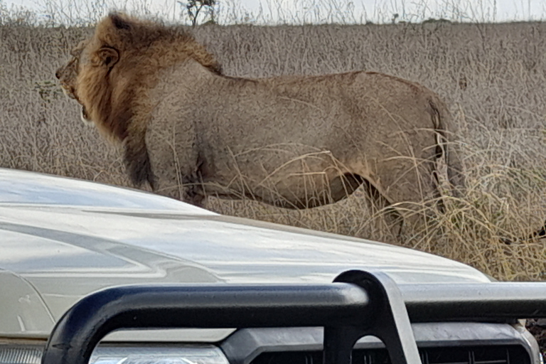 Nairobi National Park: Frühmorgens oder nachmittags PirschfahrtAbholung vom Hotel in Nairobi