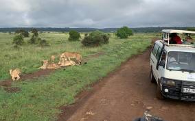 Nairobi National Park: Early Morning or Afternoon Game Drive