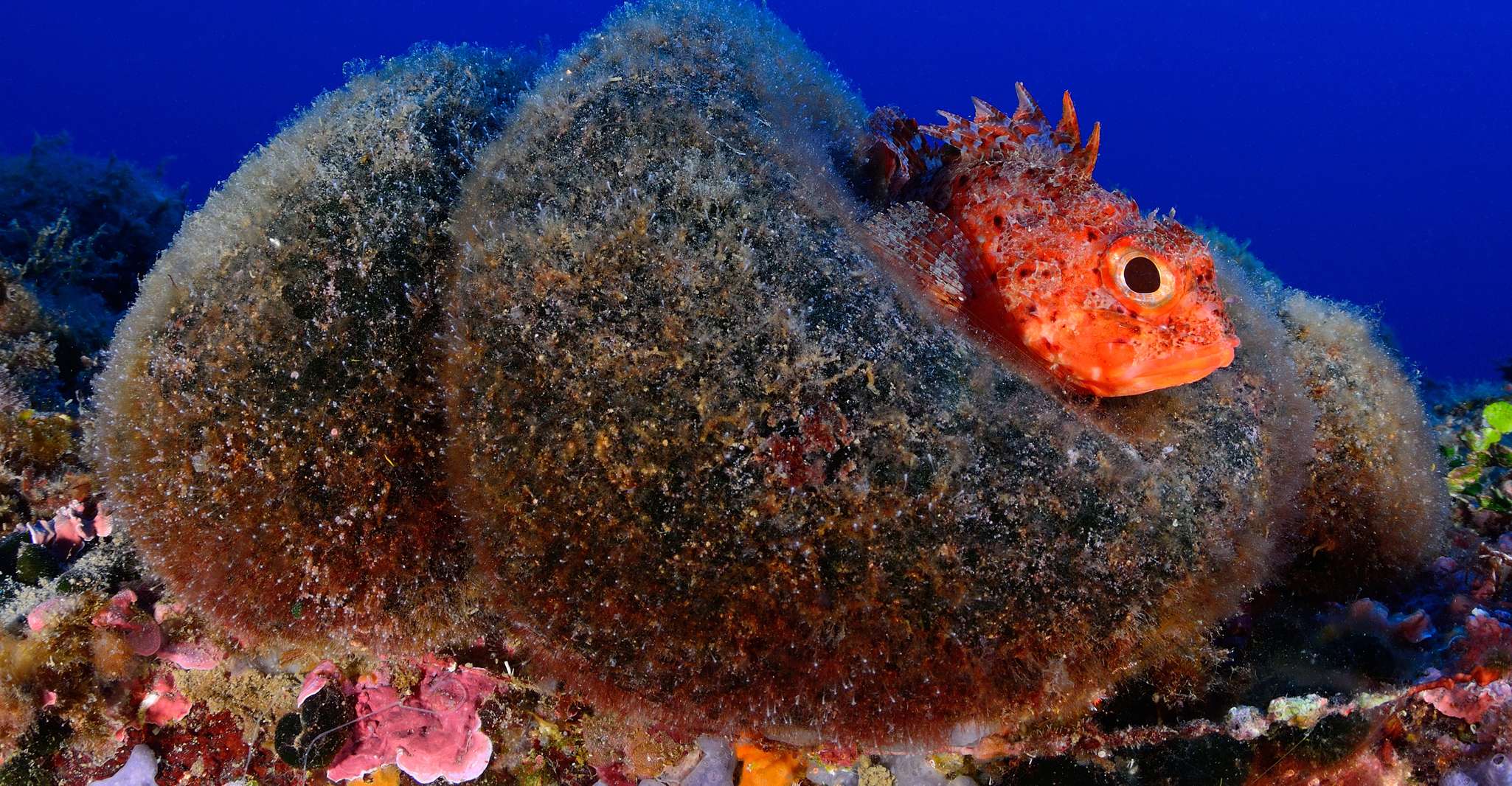 Tossa de Mar, experiencia de buceo para principiantes - Hizvo