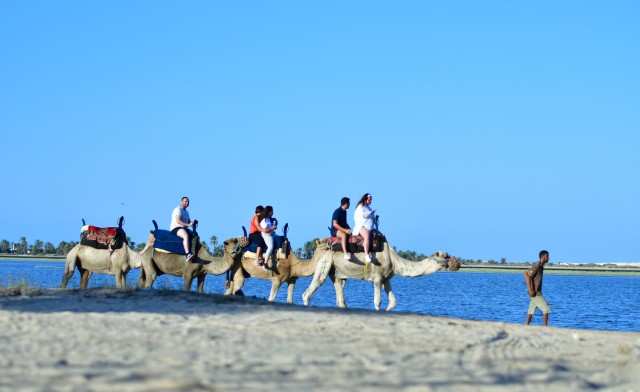 Visit Djerba Horse and Camel Combo Caravan Tour in Djerba