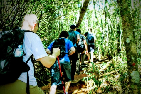 Tijuca National Park Wandeltocht met kleine groepen naar Pedra BonitaTijuca National Park Wandeltocht naar Pedra Bonita - privé