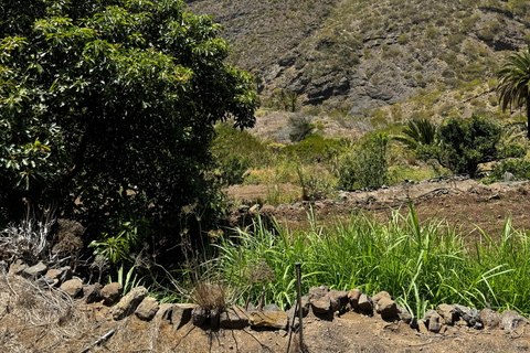 Tenerife: Teide, Icod, Garachico, and Masca Full-Day Tour