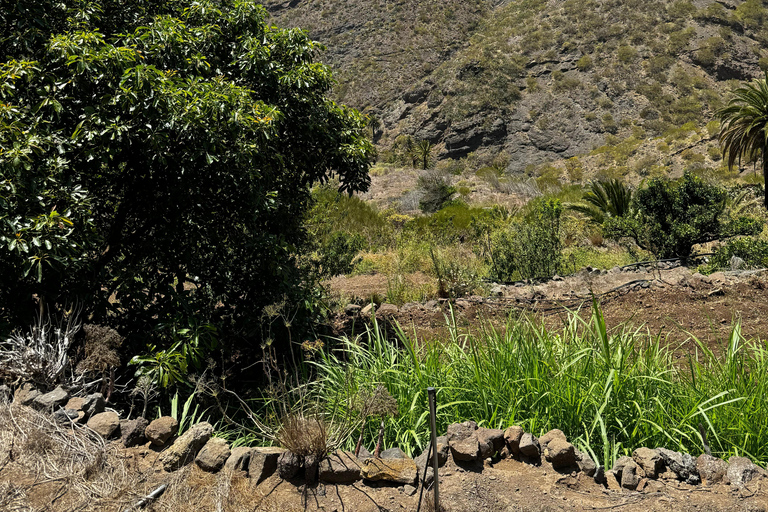 Tenerife: Teide, Icod, Garachico, and Masca Full-Day Tour