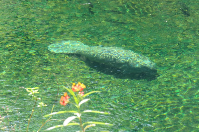 Orlando: Manatee Discovery Kayak Tour with Lunch