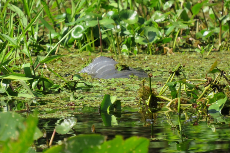 Orlando: Manatee Discovery Kayak Tour with Lunch