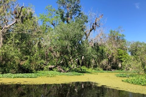 Orlando: Manatee Discovery Kayak Tour met lunch