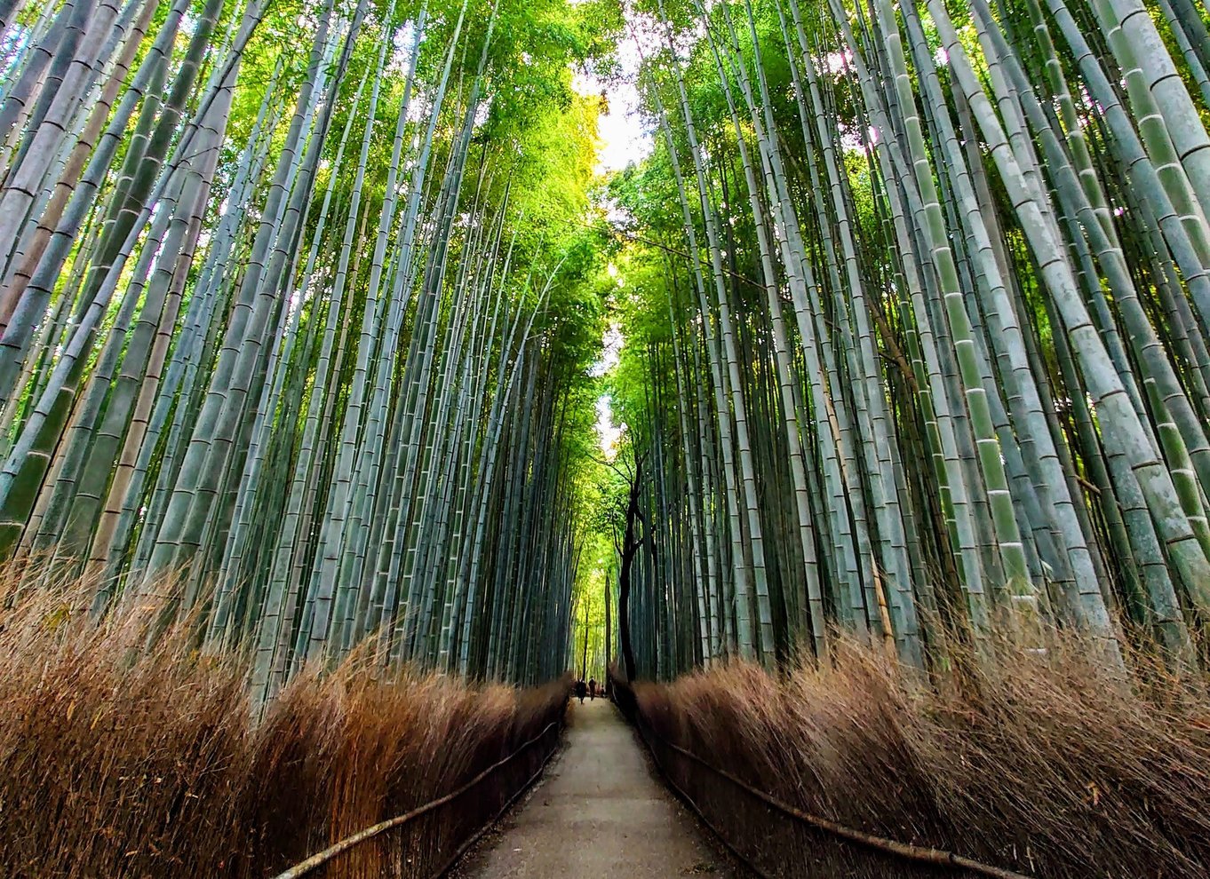 Kyoto: Heldagstur med de bedste UNESCO- og historiske steder